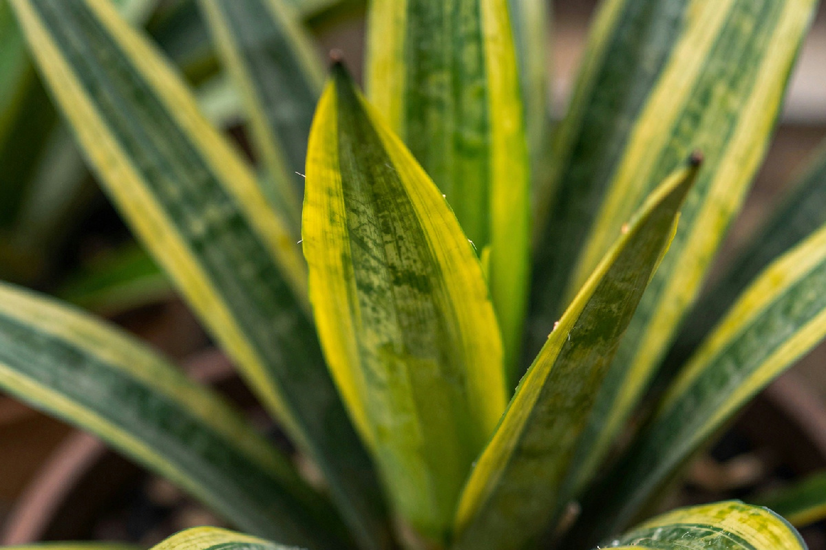 Controlla le foglie della sansevieria per capire se sono molli o grinzose e agisci di conseguenza